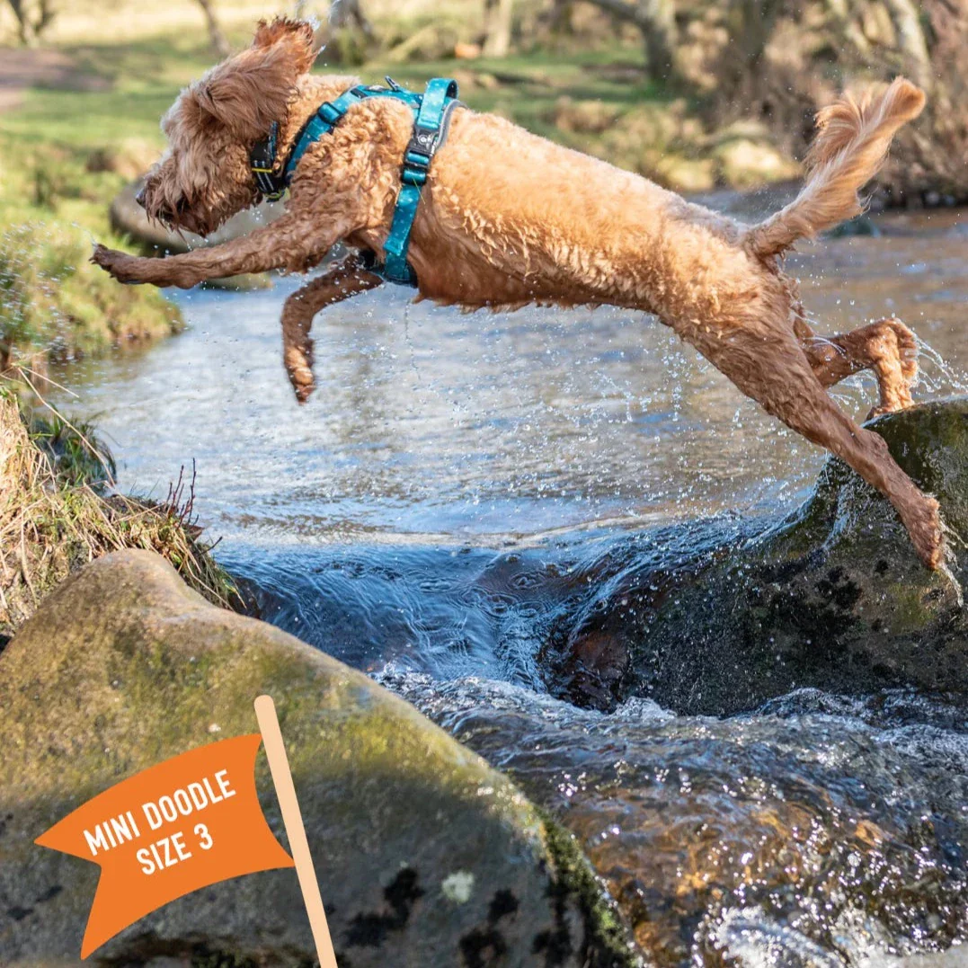 Twiggy Tags Adventure Harness in Tranquil - Image 4