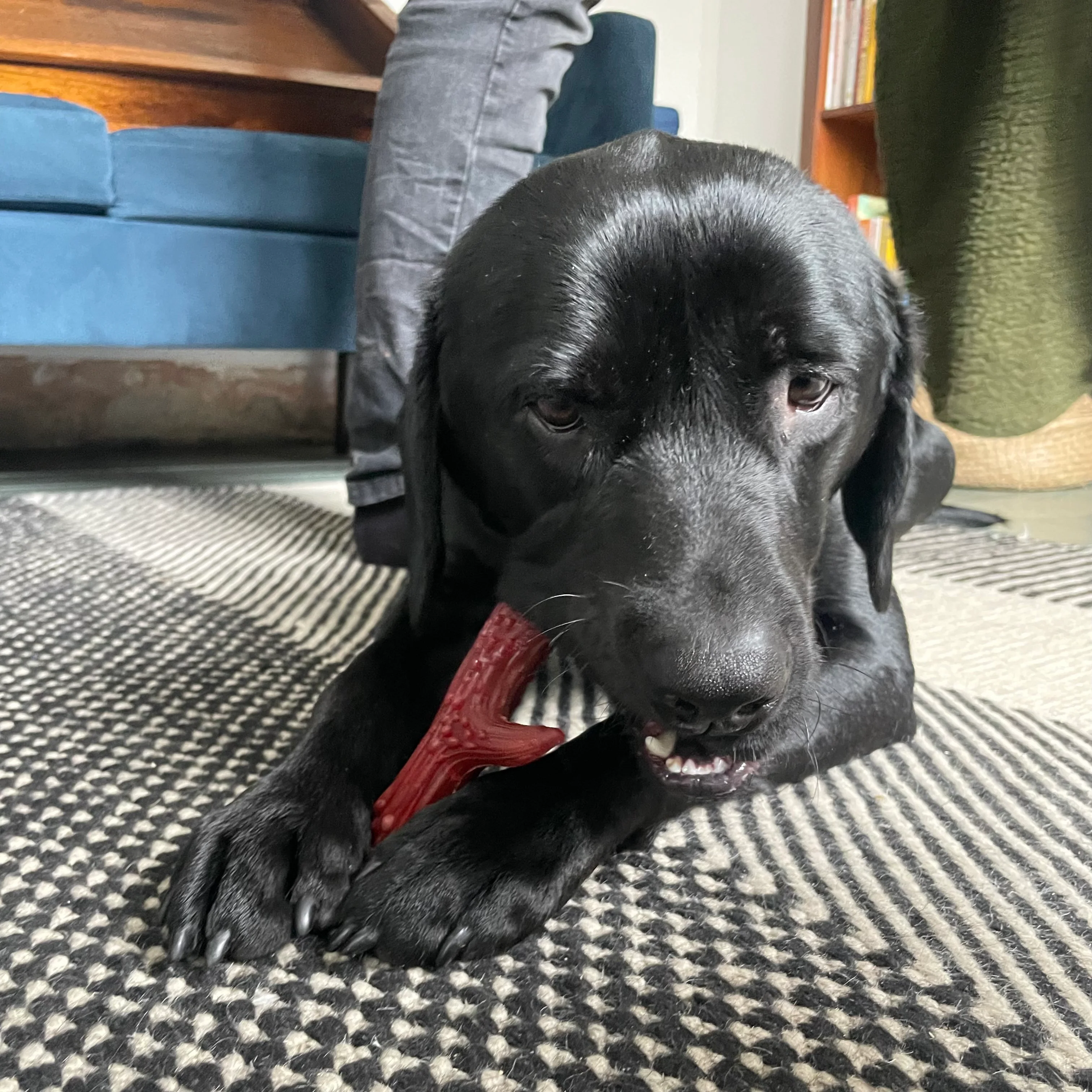Veggie Antler Chew - Image 6