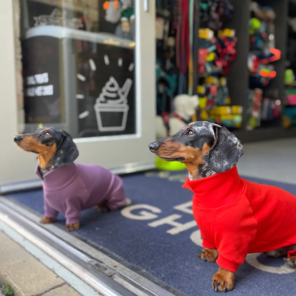 Dachshund Summer Suits with 4 Legs - Image 12