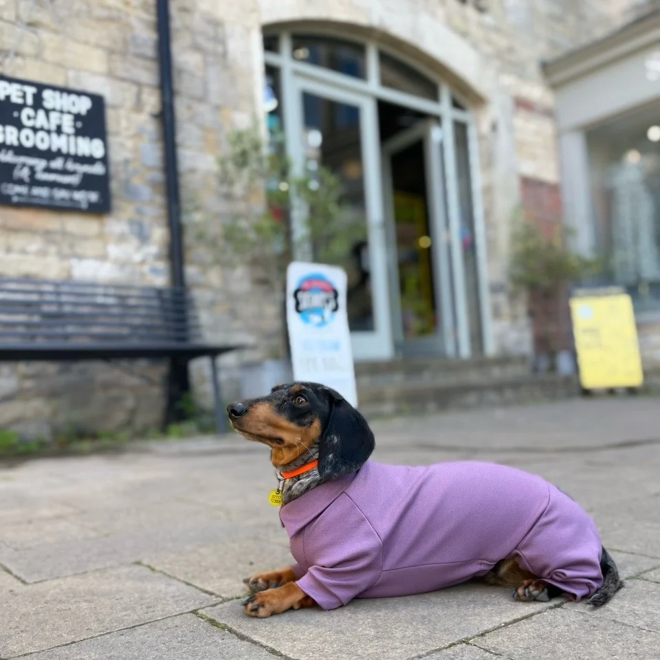Dachshund Summer Suits with 4 Legs - Image 15