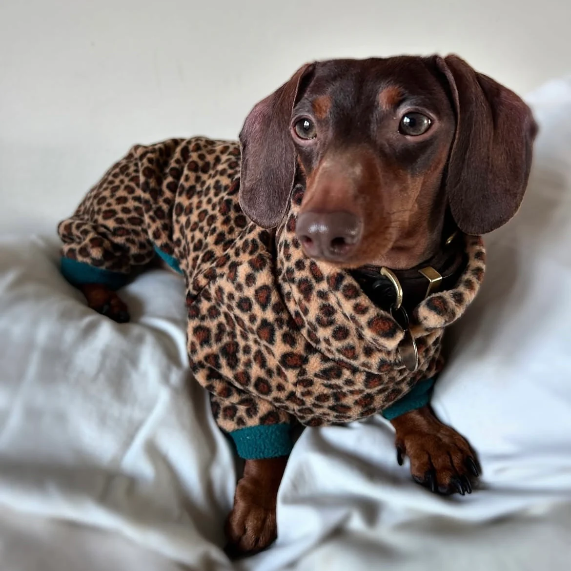 Dachshund Wild Animal Print Fleece Suits with 4 Legs - Image 2