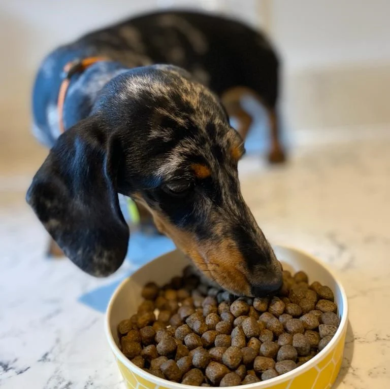 DOGFOOD Superfood Angus Beef for Small Breed Adult Dogs - Image 3