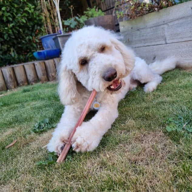 Odourless Straight Bull Pizzle for Dogs - Image 2