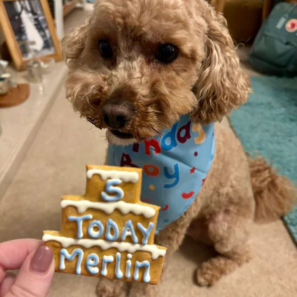 Personalised Three Tier Birthday Biscuit for Dogs - Image 5