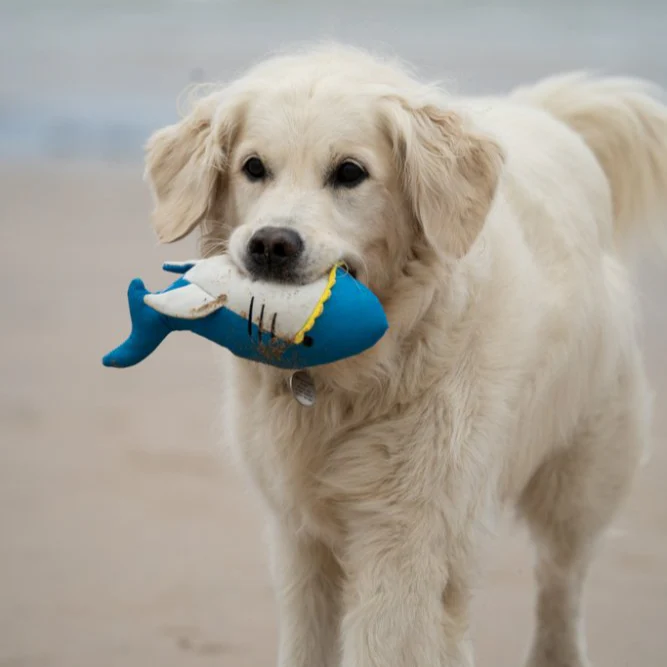 PetFace Planet OceanCycle Salina Shark Dog Toy - Image 2