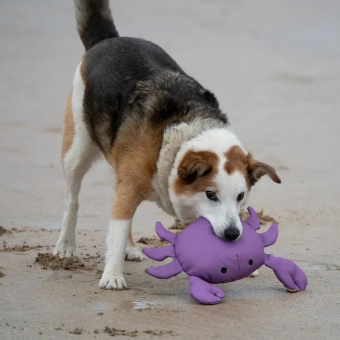 PetFace Planet OceanCycle Callum Crab Dog Toy - Image 5