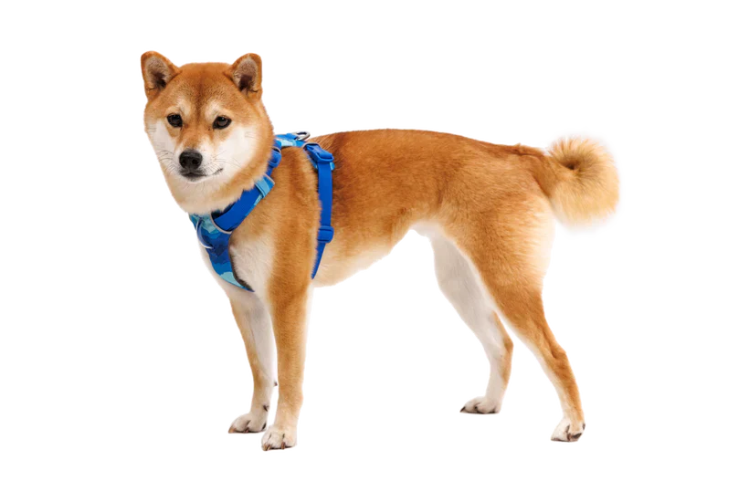 Ruffwear Front Range® Dog Harness in Coastal Mountain - Image 2