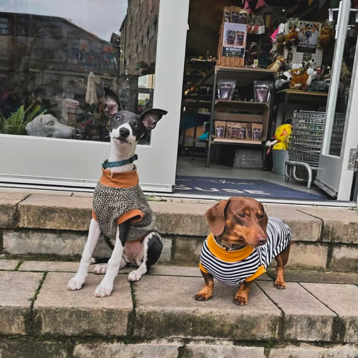 Cosy T-Shirts for Dachshunds - Image 13