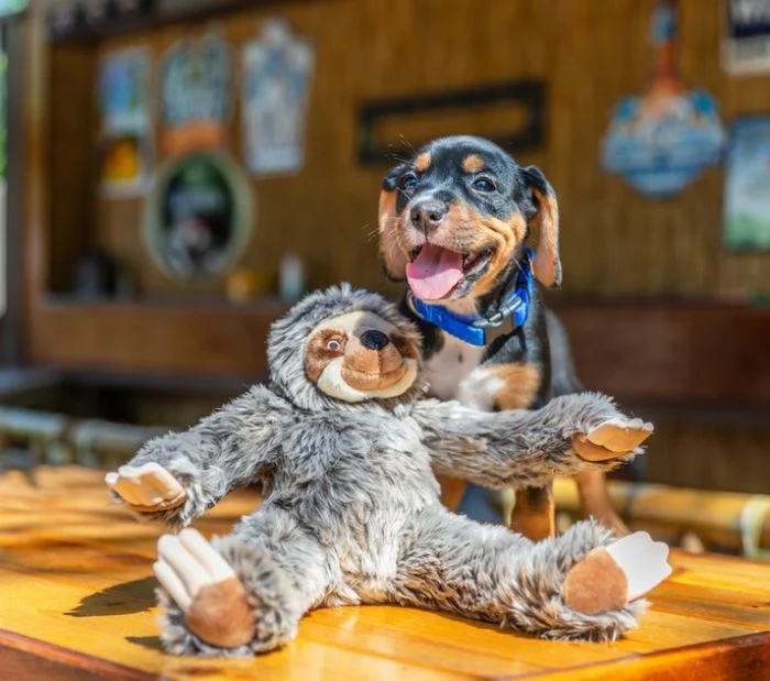 Tico & Sonny Sloth Dog Toy - Image 4