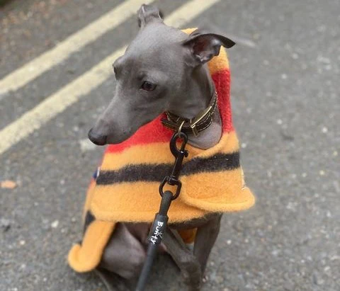 Witney Whippet Rug Coat - Image 6